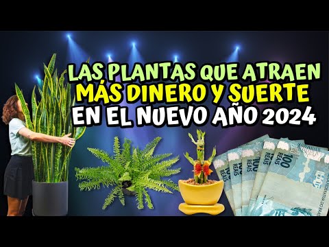 Las plantas que atraen mas Dinero y suerte en el nuevo año 2024  (feng shui)