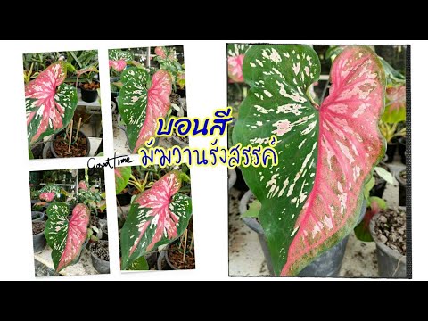 มัฆวานรังสรรค์-บอนสีหายาก มัฆวานรังสรรค์-บอนสีหายาก
