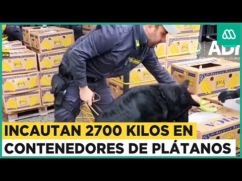 Incautan 2700 kilos de cocaína en contenedores de plátanos en Italia