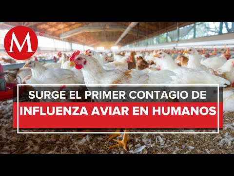 OPS reporta primer caso humano de influenza aviar A H5N1 en América Latina