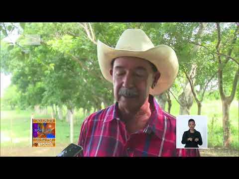 Aguadita: Ejemplo del despegue de la ganadería en Cuba