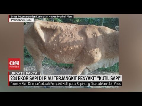 🔴243 Ekor Sapi di Riau Terjangkit Penyakit "Kutil Sapi'