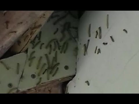 Pobladores alarmados por sorpresiva plaga de gusanos en Alta Verapaz
