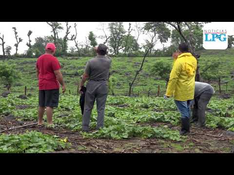 Fuertes lluvias han dañado los cultivos en San Miguel dejando pérdidas cuantiosas a los agricultores