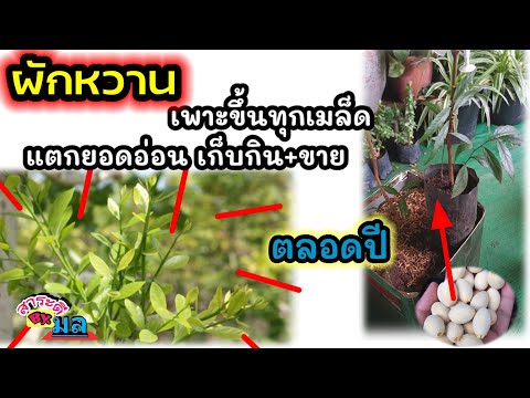 ผักหวานป่าพืชเงินล้าน-เพราะขึ้ ผักหวานป่าพืชเงินล้าน-เพราะขึ้