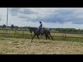Dressage horse 4 jarig dressuurpaard (dettori x Trento B)