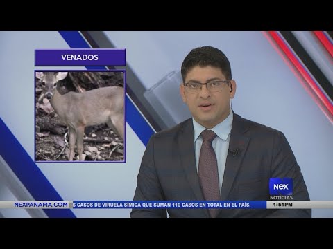 Denuncian la caza ilegal de venados en el Valle de Antón
