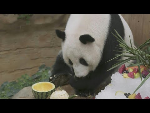 Malaisie: deux pandas géants fêtent leur 17e anniversaire | AFP