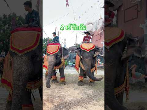 รักกันelephantshortvideoani