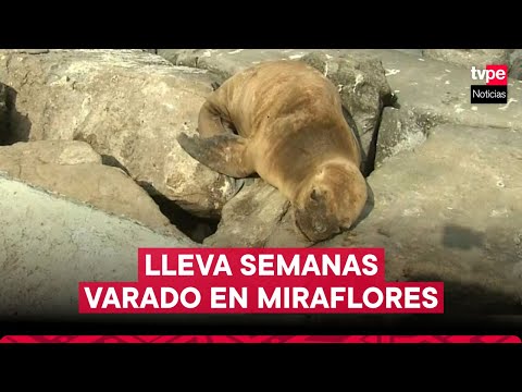 Lobo de mar lleva varado varias semanas en playa de Miraflores