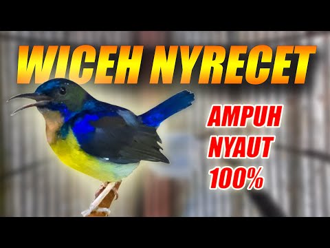 KOLIBRI KELAPA MANGGAR JANTAN GACOR FULL TEMBAKAN MASTERAN - PANCINGAN SUARA KORLAP WICEH AGAR BUNYI