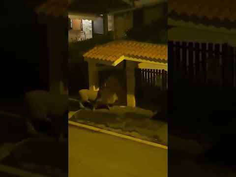 León escapa de circo y pasea por la calle
