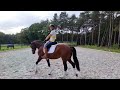 Recreation horse Fijn recreatie paard te koop