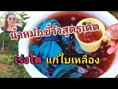 น้ำหมักขี้วัวสูตรเด็ดและเร่งด่