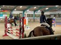 Show jumping horse Allround springmerrie Felicia (Lord Z x Galoubet A x Grannus)