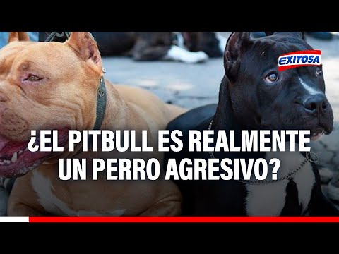 ¿El pitbull es realmente un perro agresivo? Esto dice el médico veterinario Rodrigo Rondón