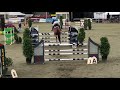Show jumping horse Bijzonder goede drachtige fokmerrie (ex sportmerrie 1.45m)
