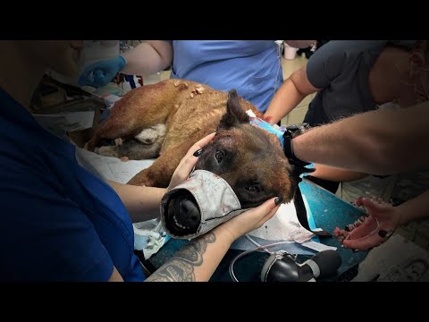 K-9 Released From Hospital After Being Stabbed by Suspect