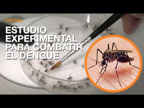 Biólogos argentinos prueban la esterilización de mosquitos para combatir el dengue