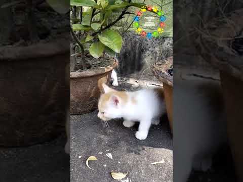 Anak kucing memanggil induk kucing 😺suara anak kucing asli #anakkucing #videokucing #anakkucing #kucing #pendek2022