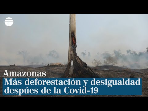 Amazonas: más deforestación y desigualdad después de la Covid-19