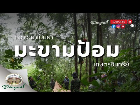 อภัยภูเบศรAbhaibhubejhr Channel กว่าจะมาเป็นยามะขามป้อมอภัยภูเบศรlเมื่อป่ากินได้ใครก็หวงแหน2