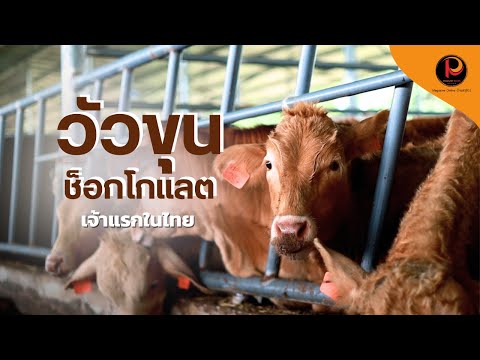 Pasusart Channel วัวขุนช็อคโกแลคเจ้าแรกในไทยchocolateปศุศาสตร์นิวส์