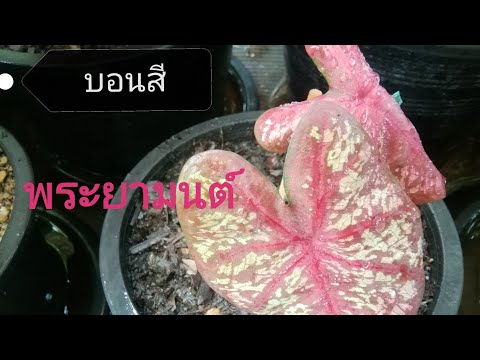 บอนสี-พระยามนต์-ราชินีใบไม้(Ca บอนสี-พระยามนต์-ราชินีใบไม้(Ca