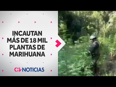 HISTÓRICO DECOMISO: Más de 18 mil plantas de marihuana fueron incautadas en San Fernando