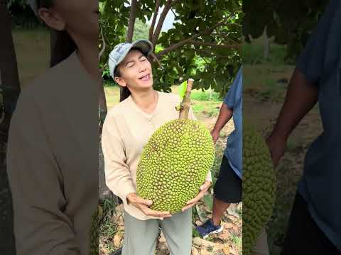 ขนุนบุญบันดาลนำโชคสายพันธุ์ให