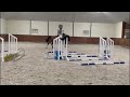 Show jumping horse Competitive nine  year old mare