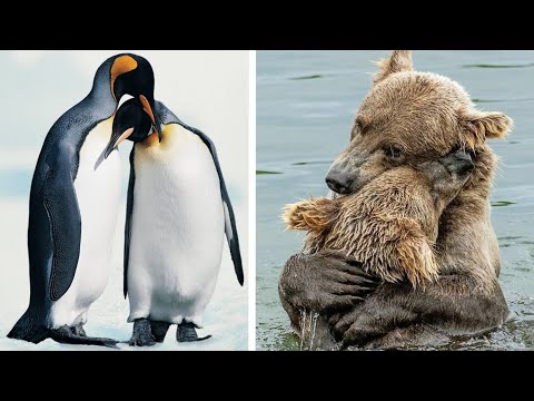 หมดชีวิตฉันให้เธอ-สัตว์รักเดีย หมดชีวิตฉันให้เธอ-สัตว์รักเดีย