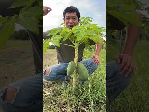 มะละกอ|เอิร์ธสดชื่นปลูกสวนป่