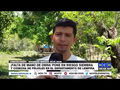 ¡Falta de mano de obra! Pone en riesgo siembra y cosecha de frijoles en Lempiras, Honduras
