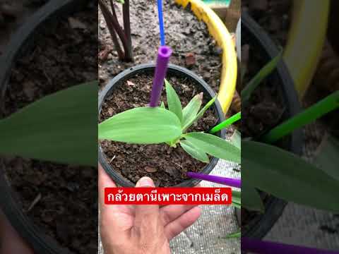 เพาะเมล็ดกล้วยตานีด่าง#กล้วยด่ เพาะเมล็ดกล้วยตานีด่าง#กล้วยด่