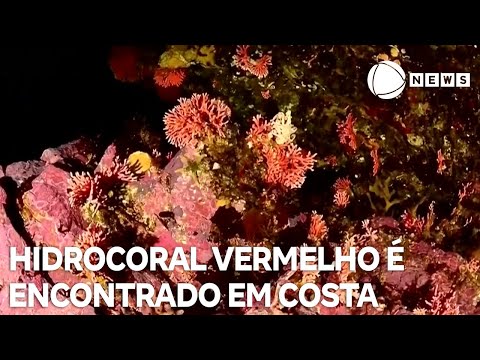Hidrocoral vermelho é encontrado na costa chilena