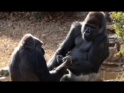 Gorilas contagiados de Covid-19 en Estados Unidos