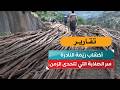 أخشاب رَيْمَة النادرة.. سر الصلابة التي تتحدى الزمن