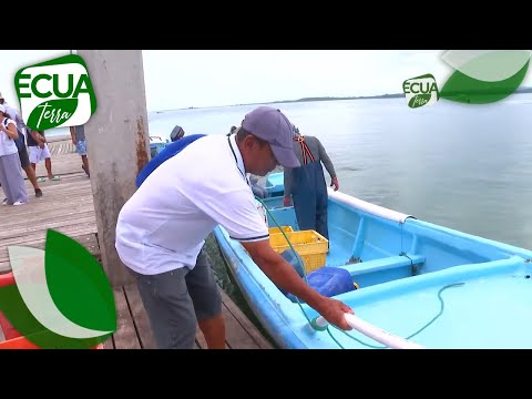 Implementan un proyecto de reforestación del manglar y pesca responsable | Ecuaterra | Ecuavisa