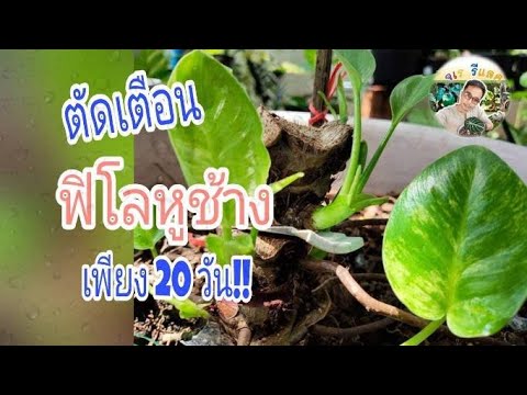 ตัดเตือนฟิโลหูช้างด่าง-ไม้ด่าง ตัดเตือนฟิโลหูช้างด่าง-ไม้ด่าง