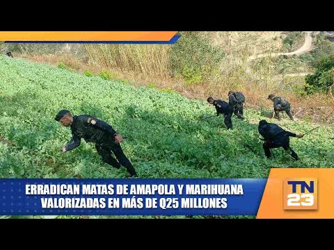 Erradican matas de amapola y marihuana valorizadas en más de Q25 millones