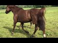 Show jumping horse Hengstveulen van Emerald x Comme il Faut