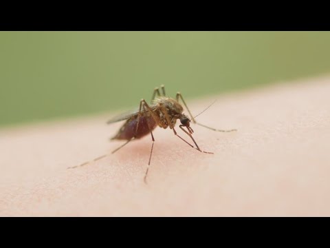 Tarrant County confirms its first human case of the West Nile Virus