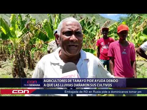 Agricultores en Tamayo pide ayuda debido a que las lluvias dañaron sus cultivos