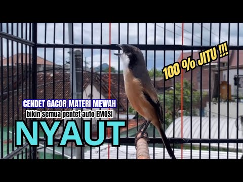 burung cendet gacor FULL MATERI KEKINIAN PANCINGAN CENDET AGAR BUNYI bikin BURUNG PENTET GACOR EMOSI