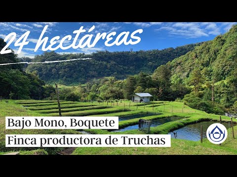 Finca Productora de Truchas, Adquiere un negocio próspero en Boquete, Bajo Mono, Chiriquí. 6981.5000