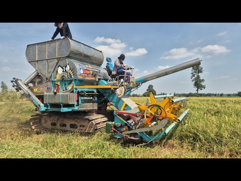 ลุยแต่ข้าวไร่โรเลอร์จะแตกหมดแ