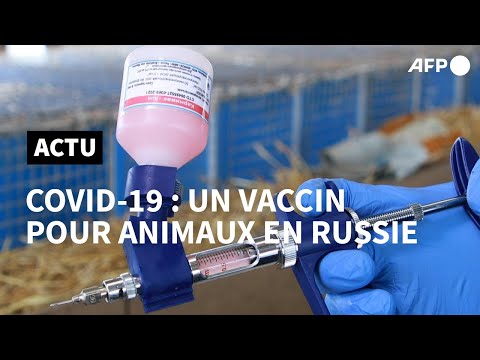 Covid-19: un premier vaccin pour animaux homologué en Russie | AFP