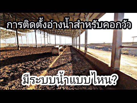 มีพี่ๆ-ขอชมระบบน้ำกินในคอกวัว- มีพี่ๆ-ขอชมระบบน้ำกินในคอกวัว-