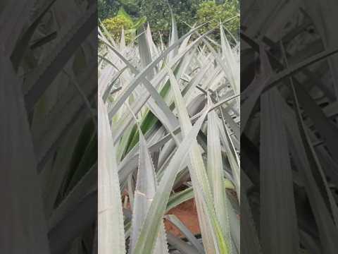 💥ทำสับประรดฉีกตาให้ออกผล💥